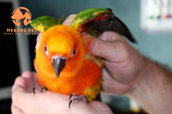 Giá vẹt sun conure baby con và trưởng thành có mức chênh lệch nhau khá nhiều